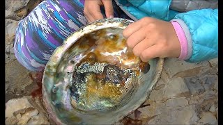 Abalones of California Interesting facts [upl. by Leggat350]