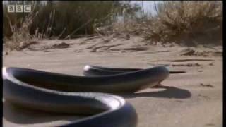 How snakes move amp run  Serpent  BBC Animals [upl. by Box]