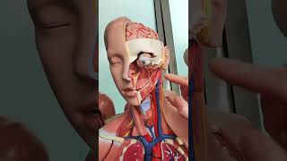 Carotid arteries anatomy [upl. by Cinimmod]