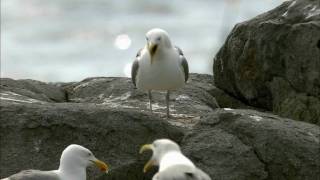 How Nature Works Gull Territoriality [upl. by Yhotmit]