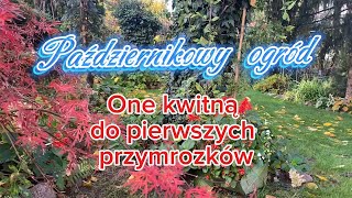 Dzięki nim 🌺w ogrodzie kolorowo 190 [upl. by Bryan]