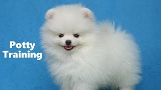 How To Potty Train A Pomeranian Puppy  Pomeranian House Training Tips  Pomeranian Puppies [upl. by Bradski]