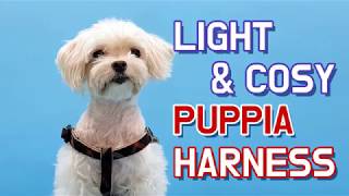 PUPPIA How to put on a Harness  X Style [upl. by Pickett]