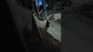 Nagulat ako habang nanonod s pusa my ASO sumilipsatisfying proudofw nasa pinas na [upl. by Enimrac827]