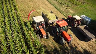 Zetor 6245  Same Argon 80  Massey Ferguson 135  Silaža kukuruza 2023  Ursus C360  Pt 1 [upl. by Erastatus]