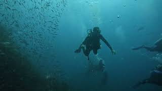 Richelieu Rock Whaleshark Liveaboard Diving Similan Island Tour [upl. by Ula541]