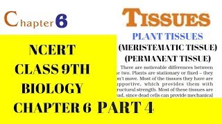 Part 4 TISSUESPLANT TISSUES Class 9 Science Chapter 6 Biology CBSE NCERT [upl. by Novert]