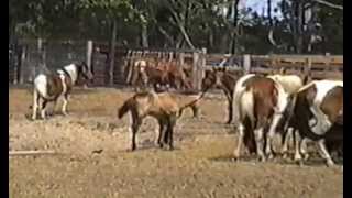 1995 Chincoteague Pony Penning [upl. by Adelaja]