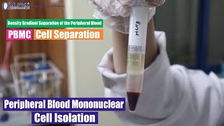 Peripheral Blood Mononuclear Cell Isolation  Density Gradient Separation of the Peripheral Blood [upl. by Nylirrehs822]