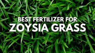 Best Fertilizer For Zoysia Grass  Zoysia Grass Lawn Care [upl. by Ariad]