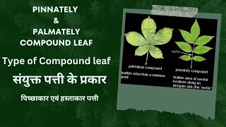 संयुक्त पत्तियों के प्रकार  Type of compound leaf  pinnately and palmately compound leaf  leaves [upl. by Yzzo]