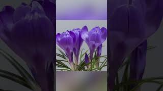 Watch the Timelapse of Beautiful Crocus Blooming [upl. by Ashmead]