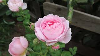 David Austin rose has a strong fragrance light pink ScepterquotD Isle first time bloom [upl. by Aenet]