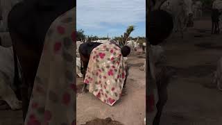 The mundari people of south sudan apply ash from burned cow dung to ward off mosquitos [upl. by Syst]