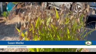 Chasmanthium latifolium Northern Sea Oats [upl. by Adien]