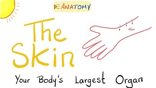 The Skin  The Largest Organ of Your Body  Anatomy amp Histology [upl. by Pardo648]