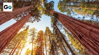 Sequoia amp Kings Canyon National Parks [upl. by Aliac]