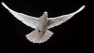 Dove Flapping Wings [upl. by Jo]