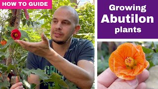 How to grow Abutilons  Flowering maple care tips [upl. by Doowrehs]