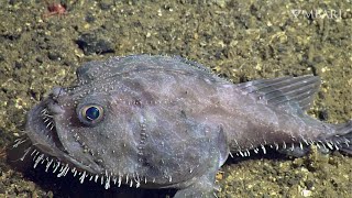 Weird and Wonderful The deepsea anglerfish is a couch potatos hero [upl. by Adalia358]