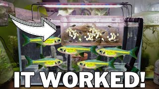 How I Bred 100s of NEON Green Rasboras  Kubotai Rasbora Care amp Breeding [upl. by Somar355]