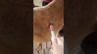 Intramuscular injection in goatgoat treatmentAnorexiacyanocobalamin vet intramuscularinjection [upl. by Akeem562]