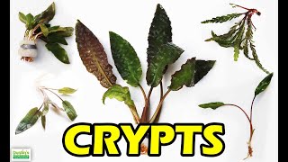 HOW TO KEEP CRYPTS in the planted tank crypt wendtii bronze [upl. by Rot]