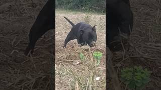 lulu la staffie danseuse de forêt dance trend farmer dog Animaux pets funny chien voyage [upl. by Greenquist]