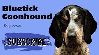 Bluetick Coonhound Breed Everything You Need to Know  Complete Guide and Tips [upl. by Eednarb]