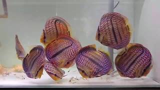 Heckel Cross Discus  by ‎Jon Chan [upl. by Duleba]