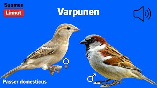 Varpunen  Passer domesticus  House Sparrow  gråsparv  PASDOM [upl. by Nej]