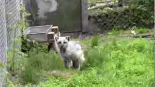 Arctic Fox quotCallingquot at a Zoo [upl. by Nelyahs400]