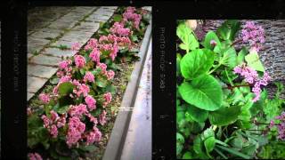 Бадан сердцелистный Bergenia cordifolia [upl. by Hinda]