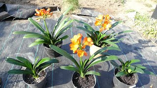 Clivia Update 2022 [upl. by Gussie]