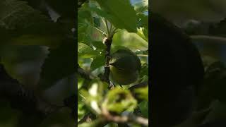 Tennessee Warbler Foraging in Trees Video [upl. by Maura385]