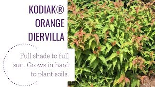 Kodiak®️ Orange Diervilla  wwwgardencrossingscom [upl. by Esidarap]