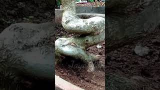 bonsai Sancang batang bunjin [upl. by Nuhs]