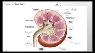 Kidney Anatomy Histology [upl. by Betthel653]