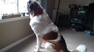 St Bernard Bolander barks very loudly [upl. by Mulloy]