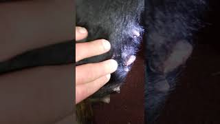 3 How to remove a cutaneous skin tumor from your dog at home Day 7 part I [upl. by Melodee]