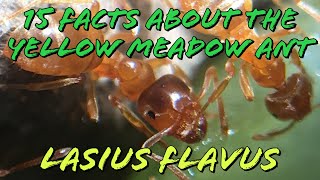 15 Facts About The Common Yellow Meadow Ant  Lasius Flavus [upl. by Blanch]