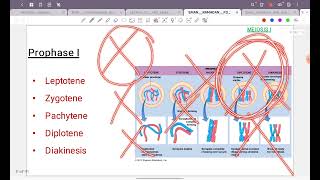 Miosis Genetics [upl. by Sirois]