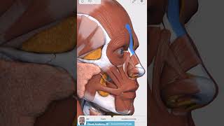 Visual Anatomy 3D  Facts about the Procerus muscle [upl. by Gamaliel912]