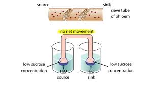 Pressure Flow Model Animation [upl. by Middlesworth]