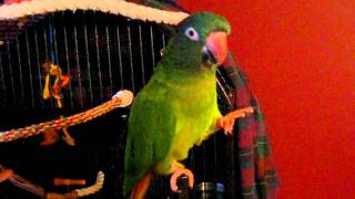 Blue crowned conure  tricks and talking [upl. by Enelyad752]