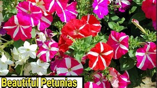 Petunias  How to Plant Grow and Care for Petunias [upl. by Olinde831]