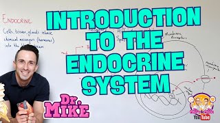 Introduction to the Endocrine System [upl. by Aime875]