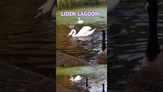 LIDEN LAGOON FEEDING THE WILDFOWL 🦢🦆🦢 ABAdventuresYT [upl. by Rednazxela]