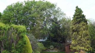 Trees and Plants at 30 mph wind [upl. by Burck]