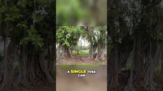 Discover the Marvelous Banyan Tree Natures Living Ecosystem [upl. by Tye]